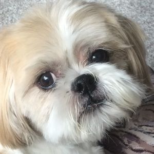 Meet your Posher, Jo-jo